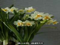 海口琼山狮之魂小吃店