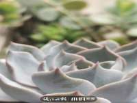 海口琼山狮之魂小吃店